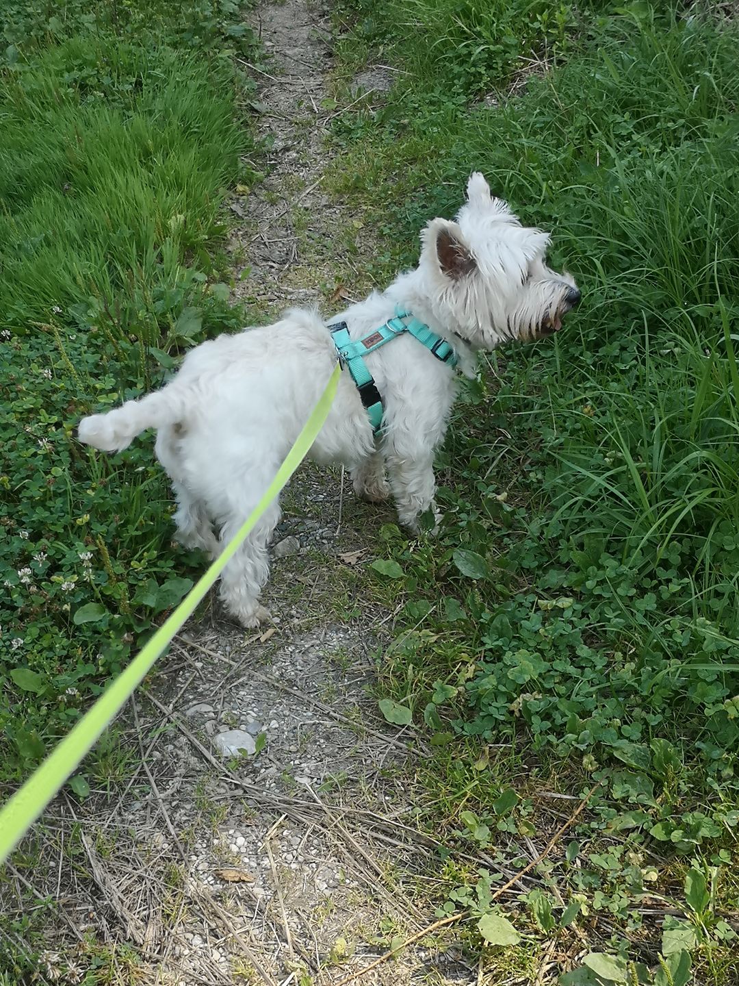 Customer photo review of Premium Hundegeschirr gepolstert