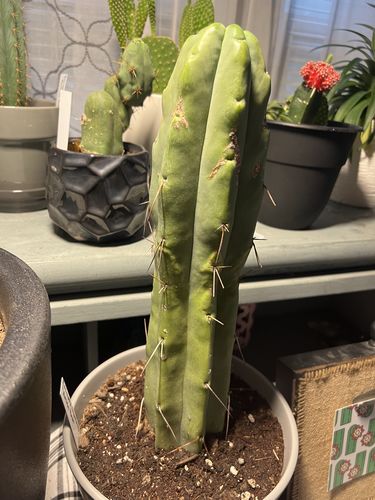 Customer photo review of Bolivian Torch Cactus | Trichocereus bridgesii | Echinopsis lageniformis