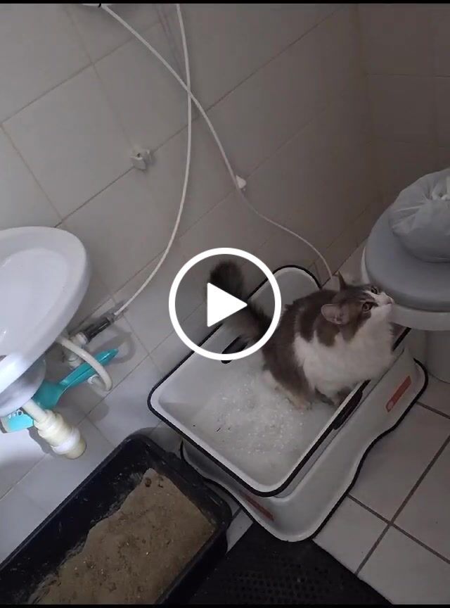 Customer video review of Weasy Gato