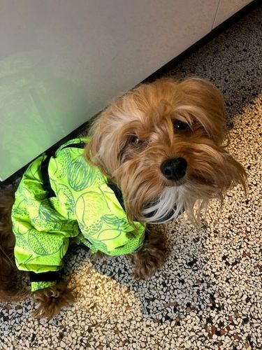 Customer photo review of Rain Suit for Dogs
