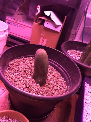 Customer photo review of Penis Cactus | Long Form | Trichocereus bridgesii monstrose