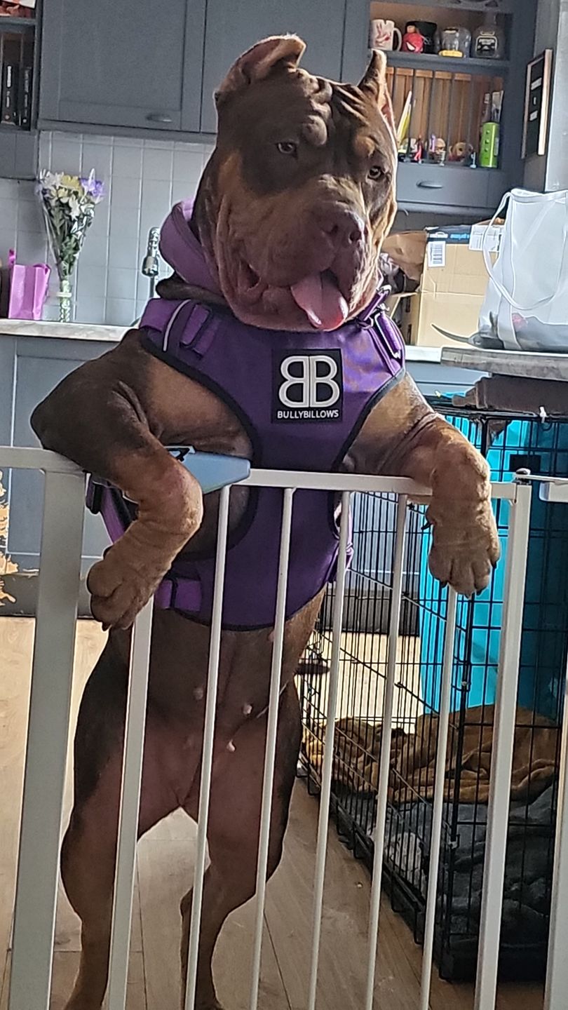 Customer photo review of Premium Comfort Harness | Non Restrictive & Adjustable - Purple