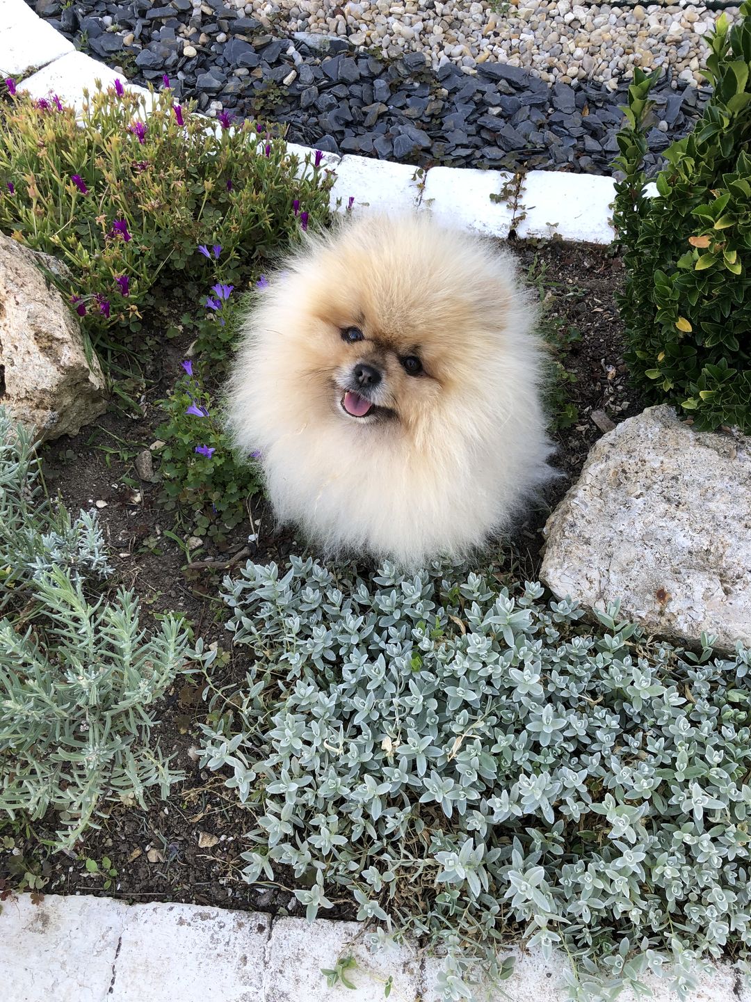 Customer photo review of Pâtées riches en volaille & aux petits pois (chien adulte)