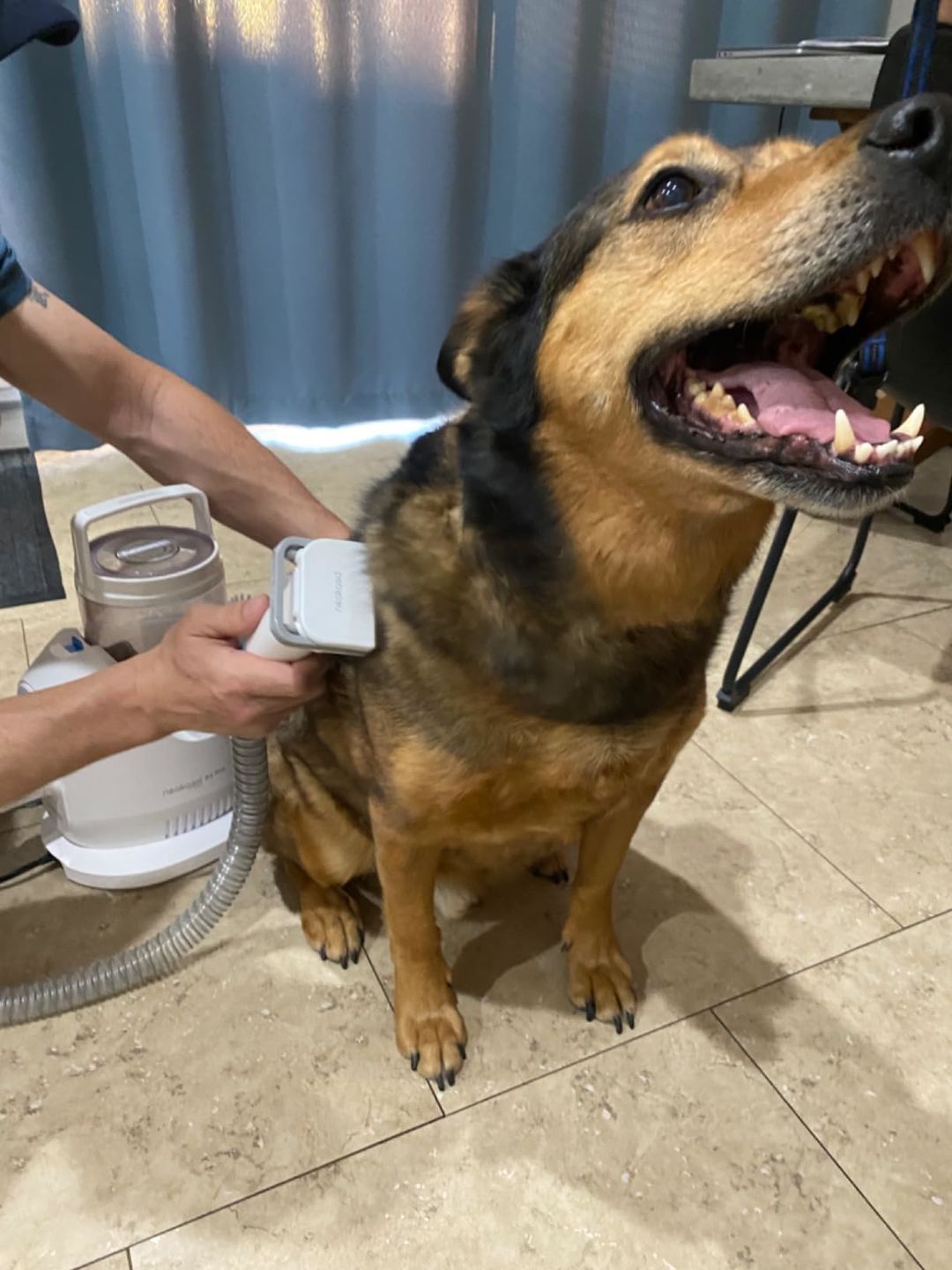 Customer photo review of Neakasa P2 Pro Dog Grooming Kit & Vacuum for Dogs Cats | Vacuum For Pet Hair
