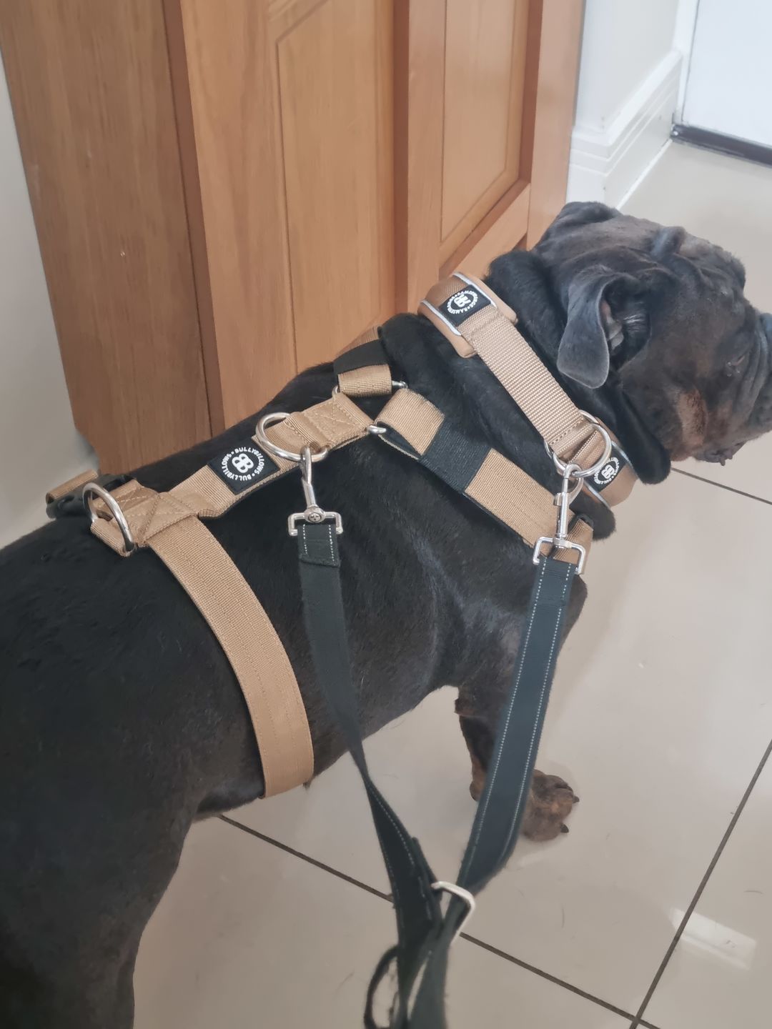 Customer photo review of TRI-Harness® | Anti-Pull, Adjustable & Durable - Dog Trainers Choice - Military Tan v2.0