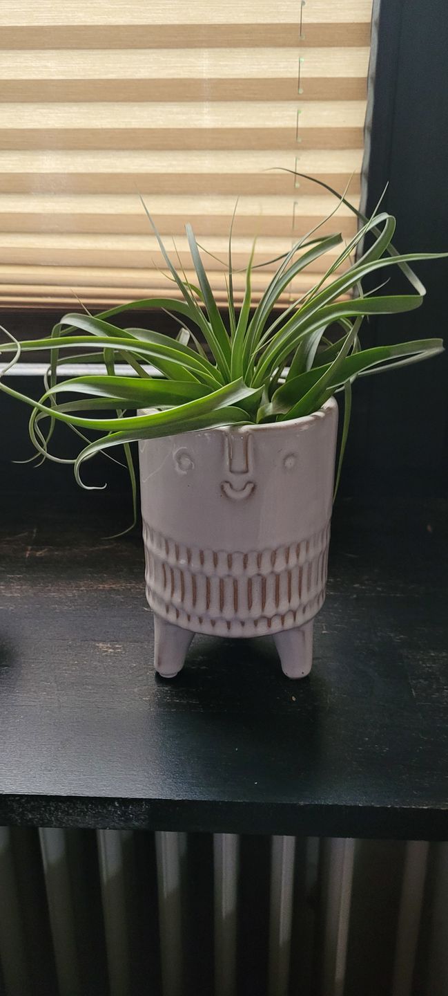 Customer photo review of Tillandsia 'firestorm'