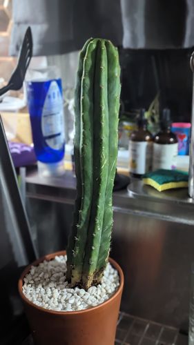 Customer photo review of San Pedro Cactus | Echinopsis (Trichocereus) pachanoi