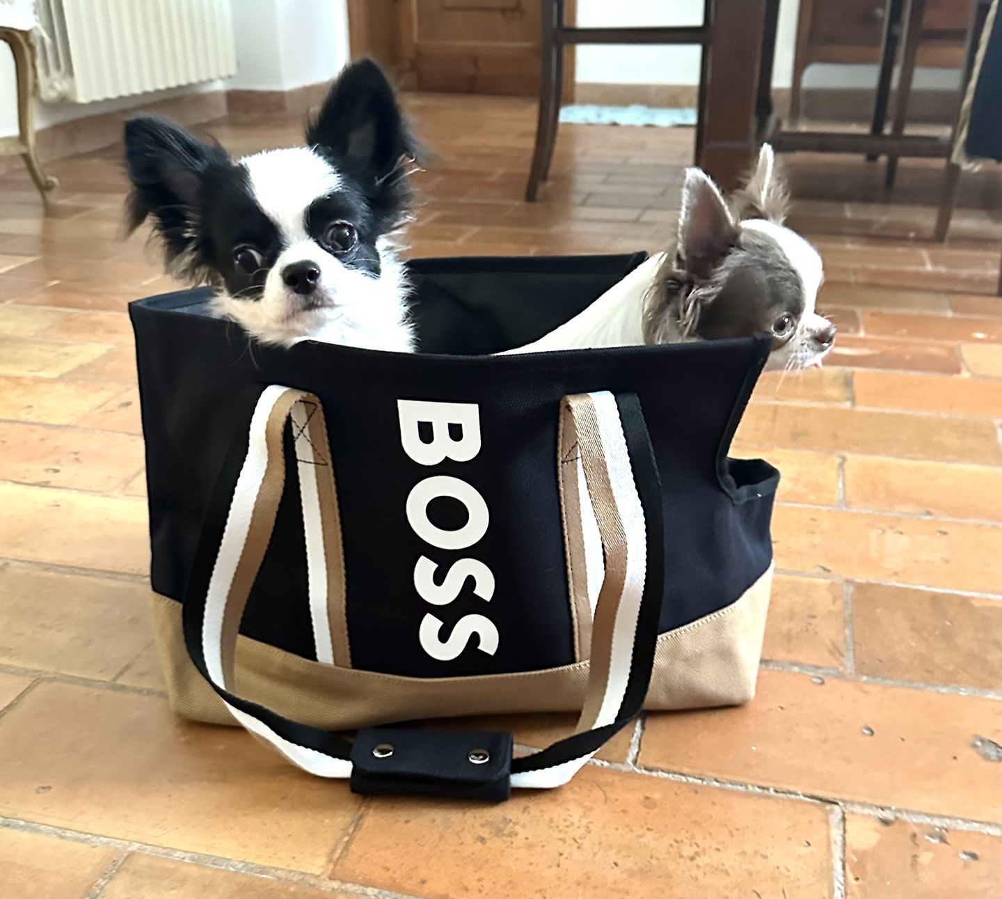 Customer photo review of BOSS Dog Accessories Canvas Tote Bag