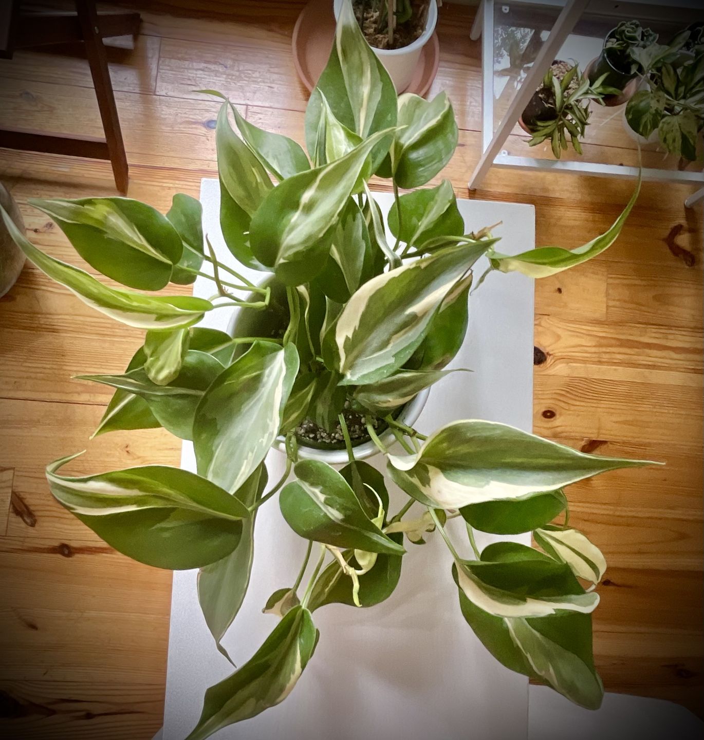 Customer photo review of Philodendron hederaceum 'Rio' - 4"