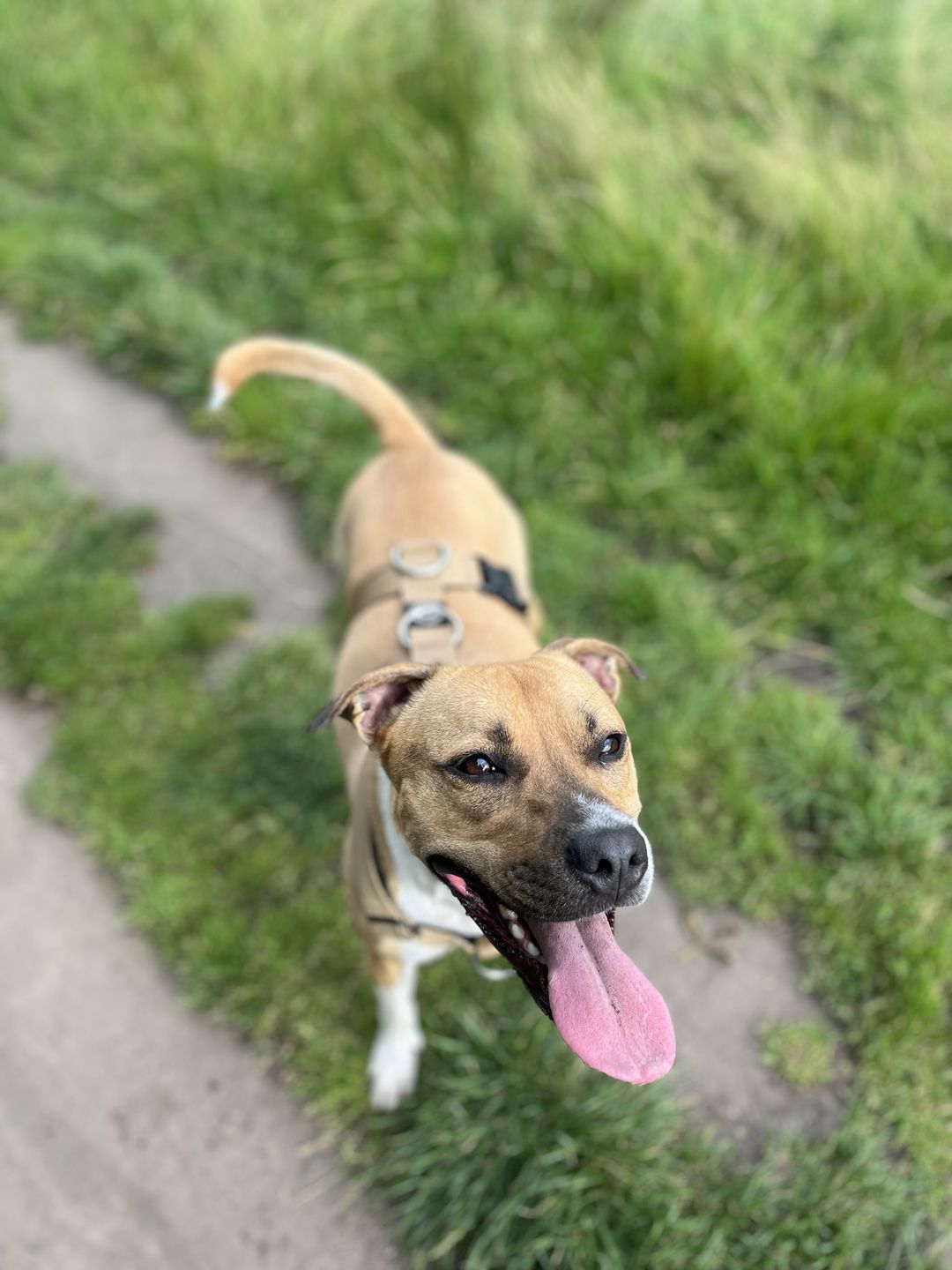 Customer photo review of TRI-Harness® | Anti-Pull, Adjustable & Durable - Dog Trainers Choice - Military Tan v2.0