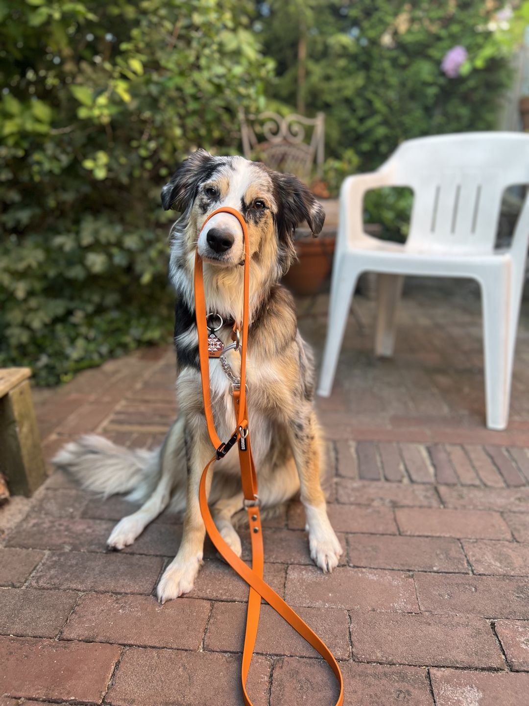Customer photo review of The Multi QuickLead™ - Dog Leash