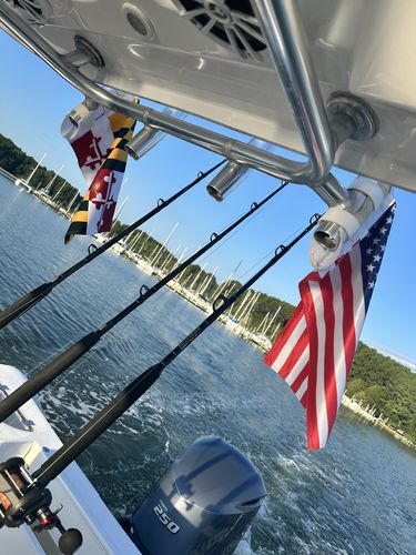Customer photo review of Maryland Flag