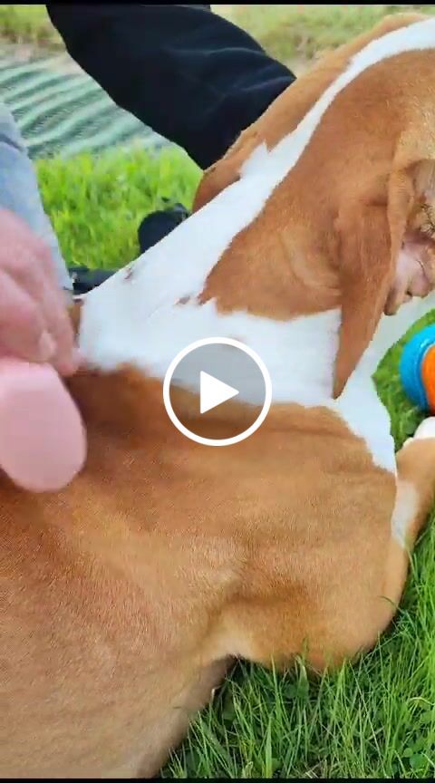 Customer video review of BullyBillows Complete Animal Deshedding Kit - Pink