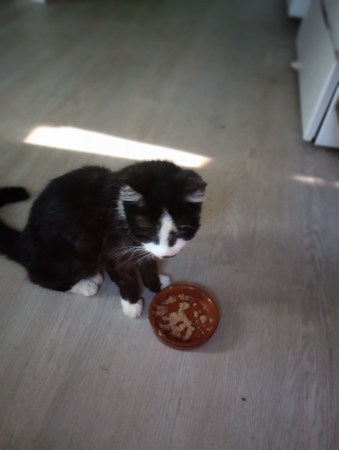 Customer photo review of Hyperthyroidism Supplement for Cats - Treats Cat Hyperthyroid, Patchy Hair Loss, and Helps Cat Weight Gain