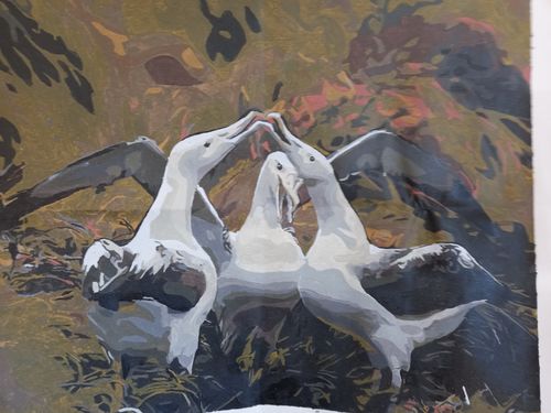 Customer photo review of Royal Albatross