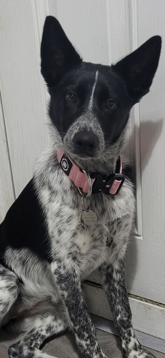 Customer photo review of 4cm Combat® Collar | Rated Clip - NO HANDLE - Pink v2.0