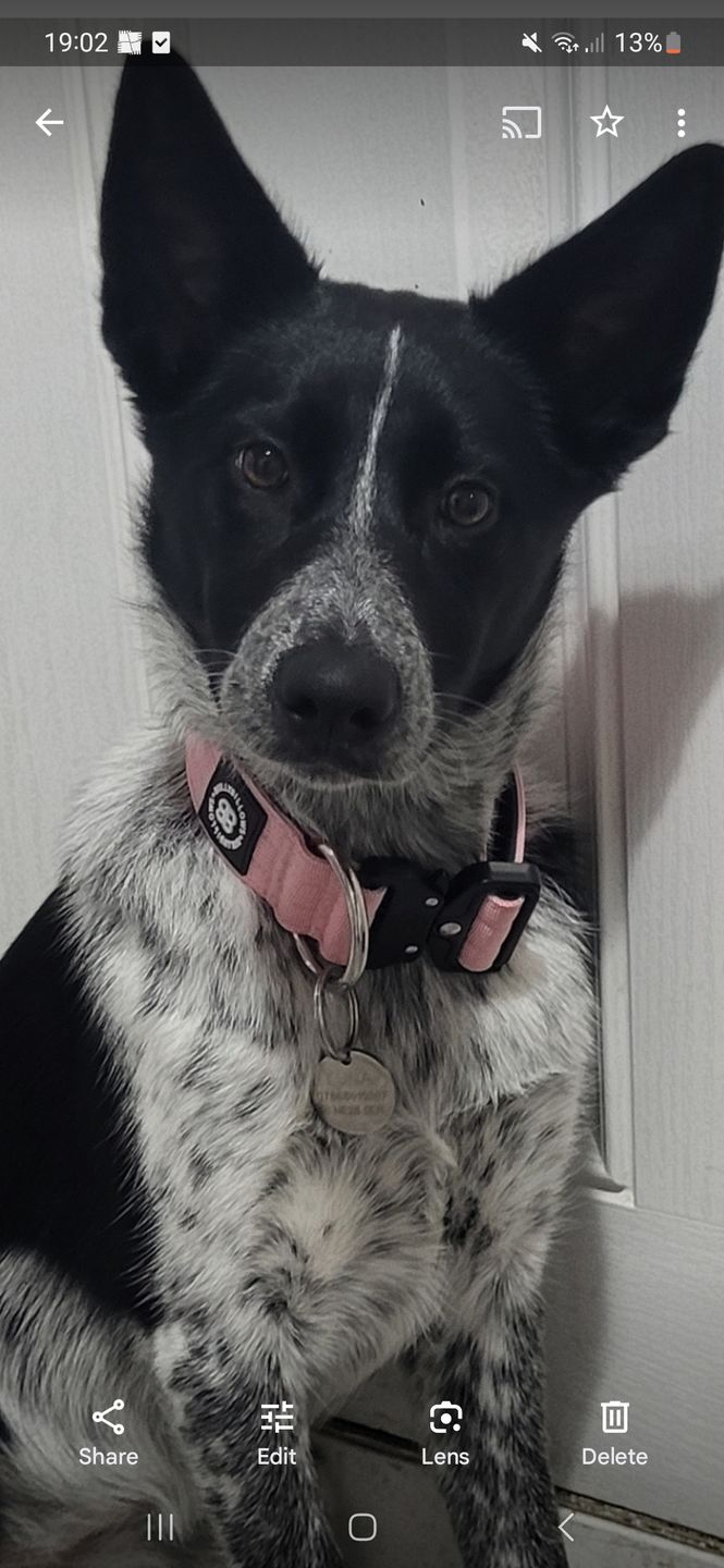 Customer photo review of 4cm Combat® Collar | With Handle & Rated Clip - Pink v2.0