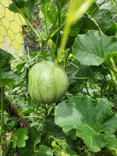 Customer photo review of Charentais Cantaloupe Melon Seeds