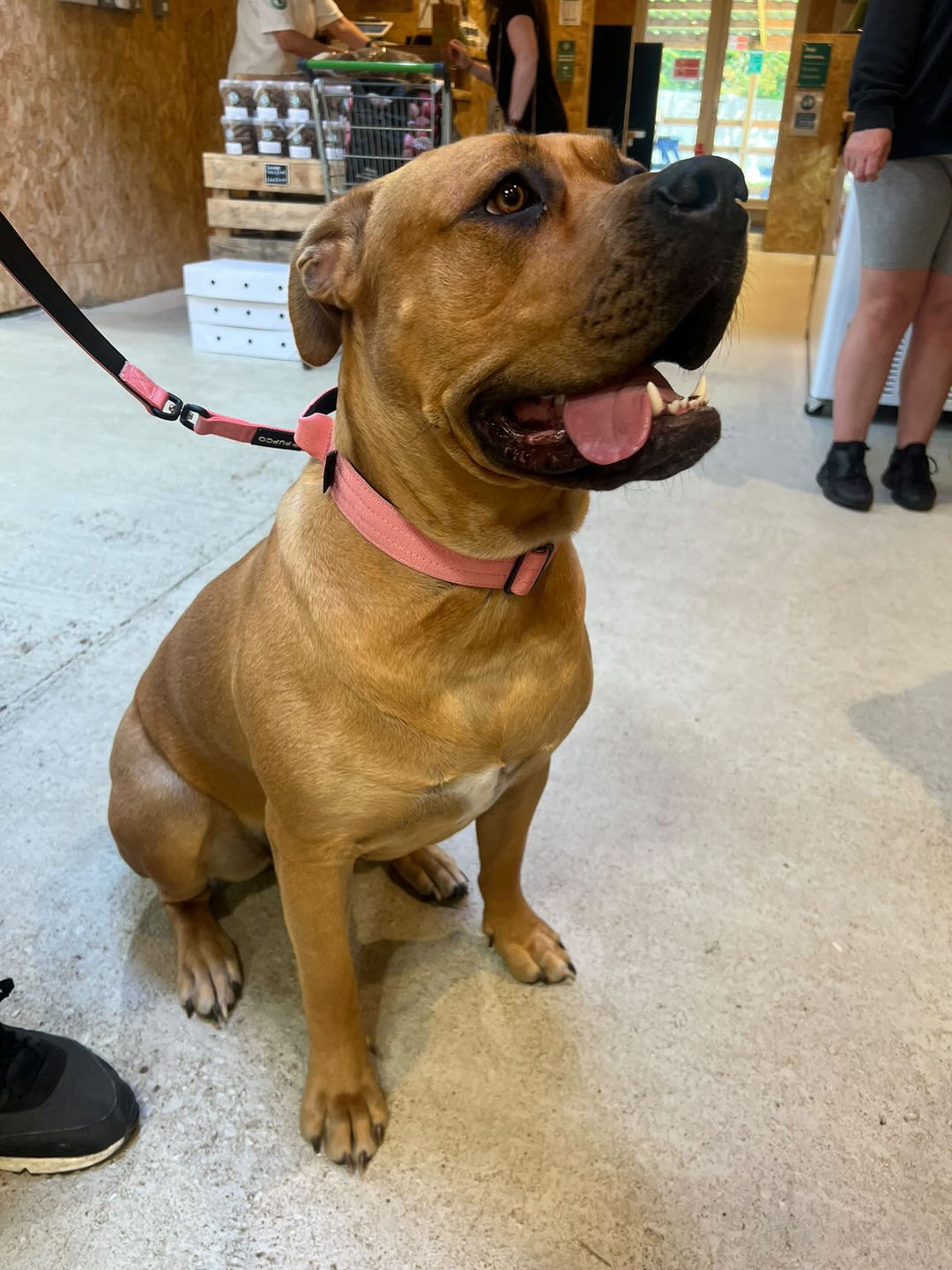 Customer photo review of Performance collar with handle 4CM - Pink