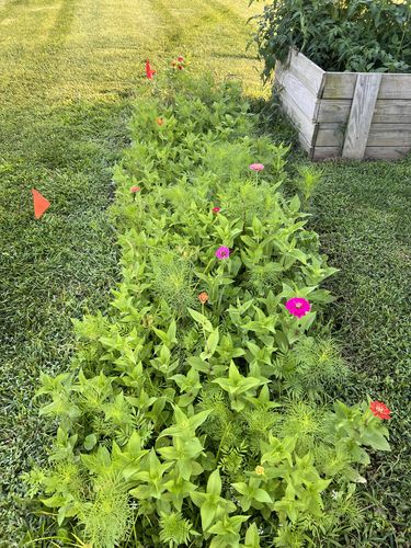 Customer photo review of Wildflower Seeds - Premium Birds & Butterflies Seed Collection