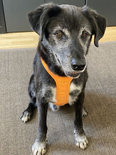 Customer photo review of Visibility Harness Orange for Dogs