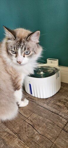 Customer photo review of Wireless Smart Pet Fountain