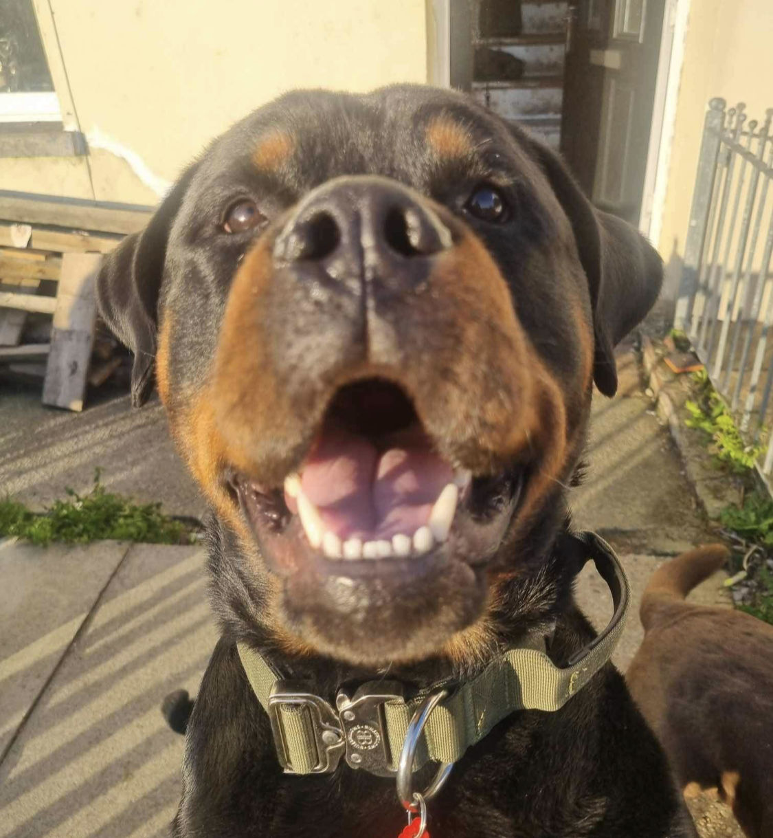 Customer photo review of 4cm Combat® Collar | With Handle & Rated Clip -  Khaki v2.0