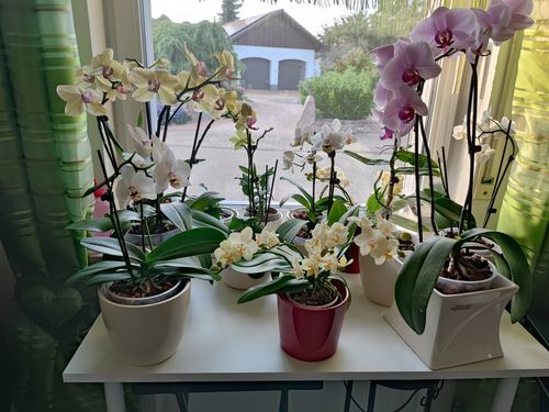 Customer photo review of Bonsaiorchidee Better Butter mit gelben Blüten