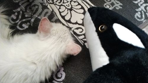 Customer photo review of Ollie the Killer Whale Orca Plush