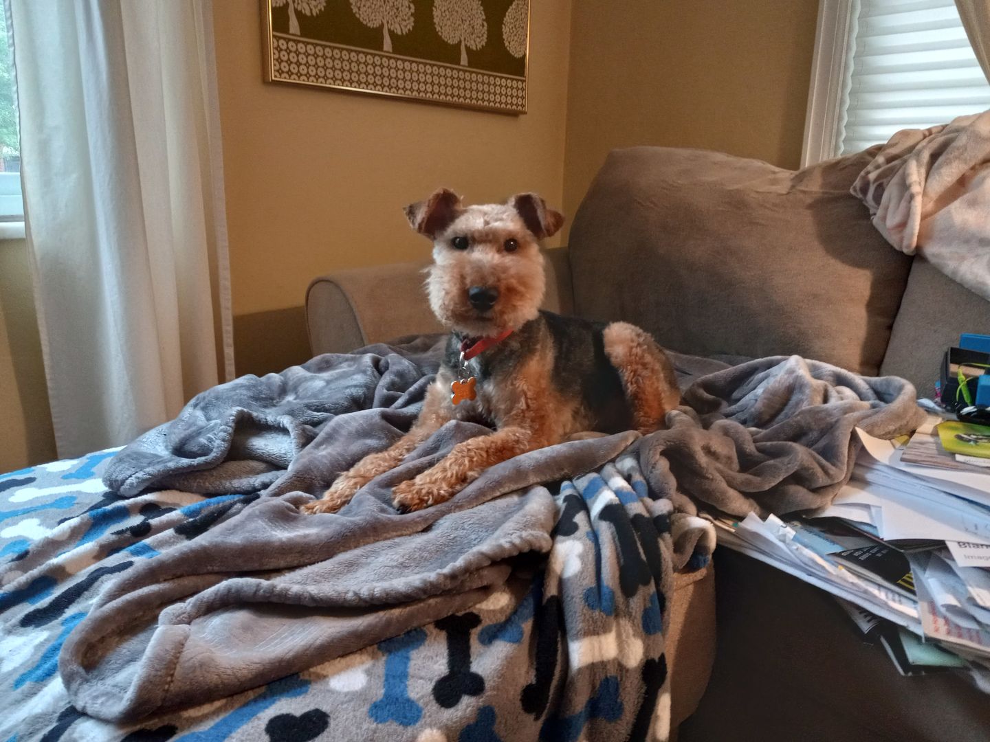 Customer photo review of Royal Canin Veterinary Diet - Hepatic Canned Dog Food
