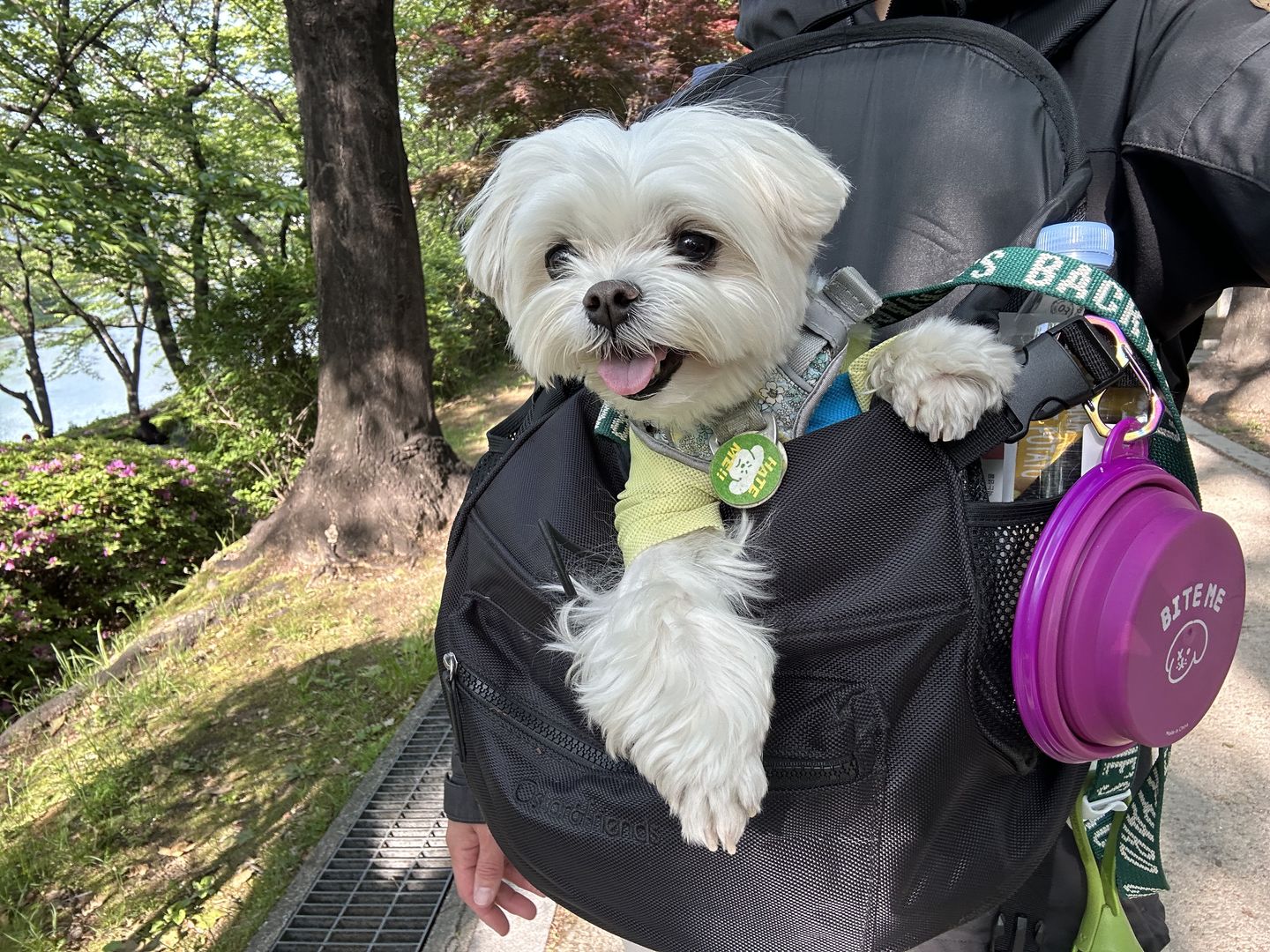 Customer photo review of Premium All-Black Pet Backpack