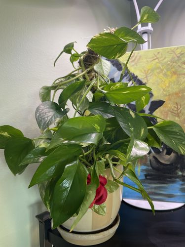 Customer photo of The Bendable Moss Pole™ 𝘛𝘏𝘐𝘕 from Stacey S.