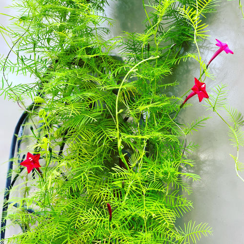 Customer photo review of Funny Valentine Blend Cypress Vine Seeds