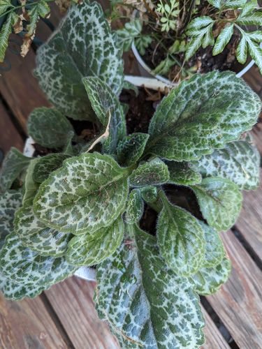 Customer photo review of Medium Pretty Turtle Plant (Streptocarpus 'Pretty Turtle')