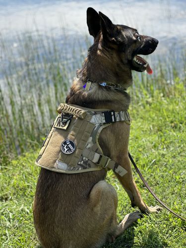 Customer photo review of Classic Heavy-Duty Tactical No-Pull Team K9™ Dog Harness With Front & Back D-Rings, Quick-Release Metal-Buckles, Hook & Loop Panels, & Top Handle