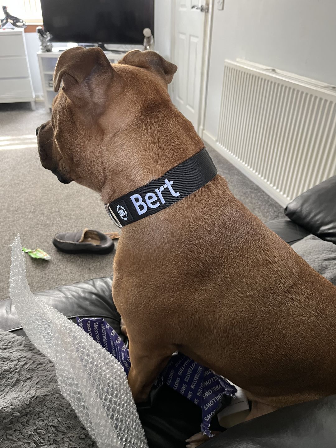Customer photo review of 4cm Combat® Collar | Rated Clip - NO HANDLE - Black v2.0