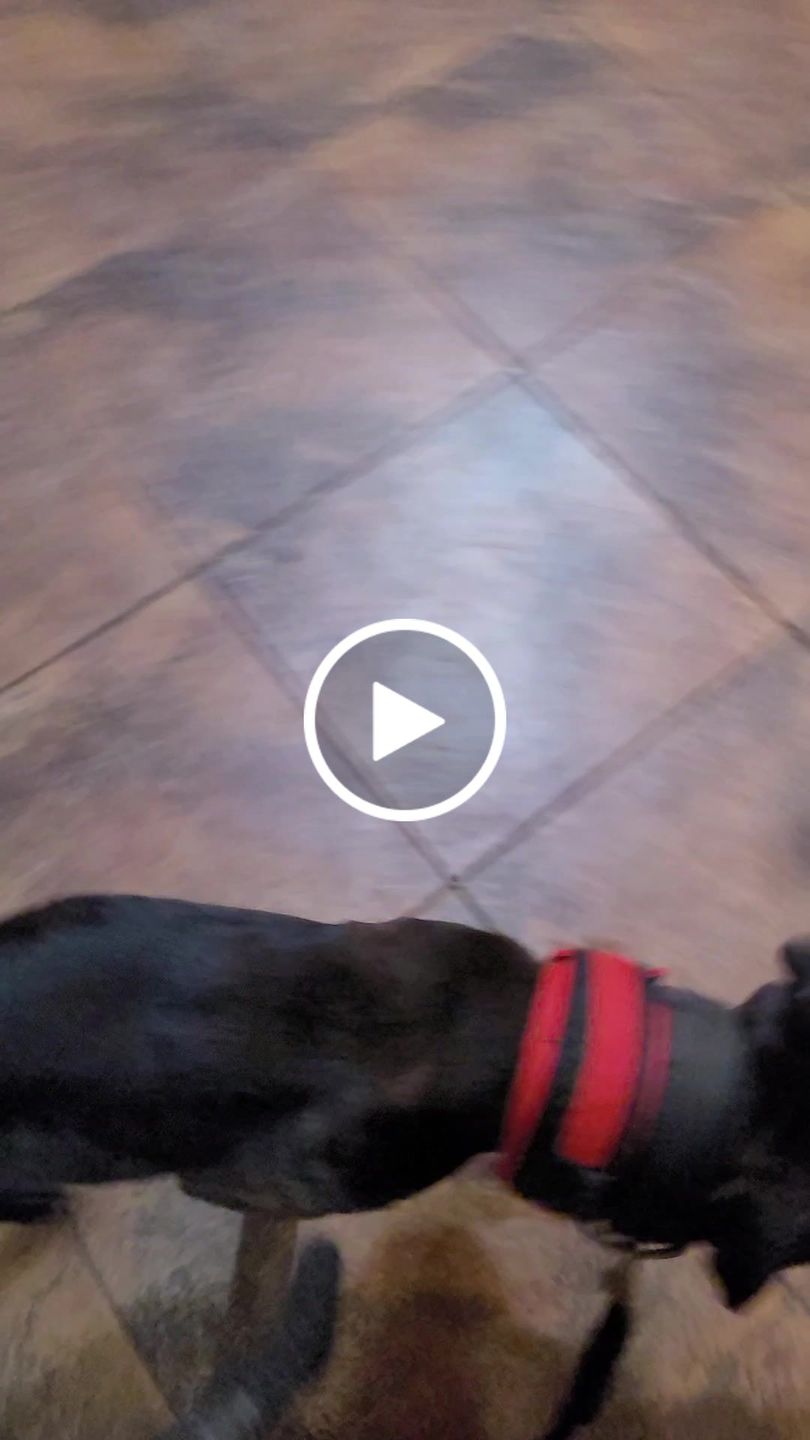 Customer video review of Heavy-Duty Double-Handle Tactical Bungee K9 Dog Leash