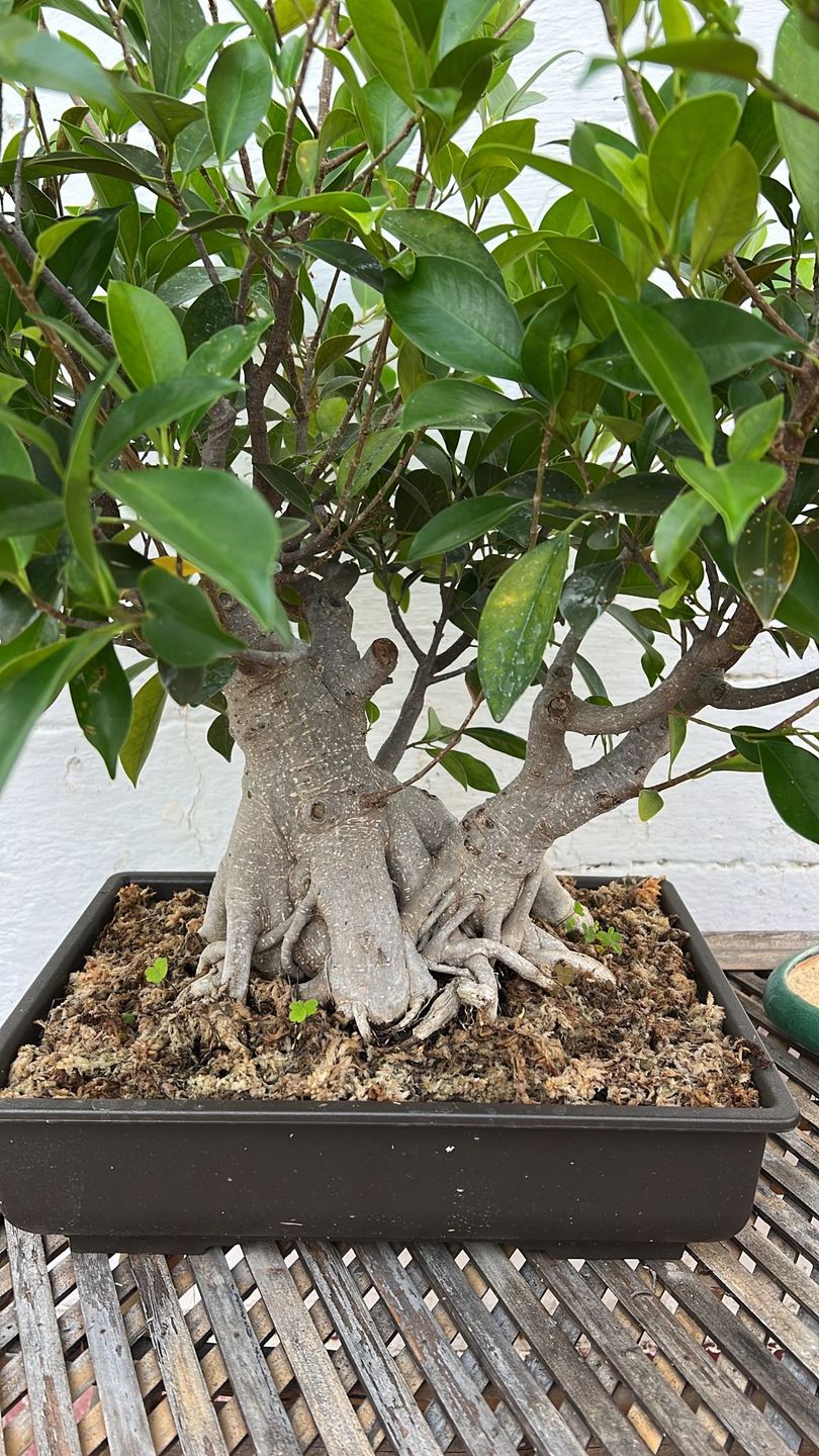 Customer photo review of VASI BONSAI PLASTICA RIGIDA PROFESSIONALI