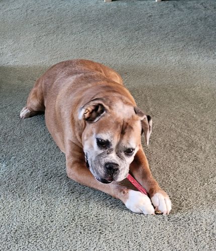 Customer photo review of Beef Jerky Chews 9-10" (20 Count)