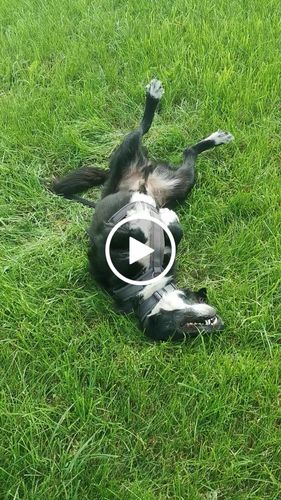 Customer video review of Wurmtest Plus Hund