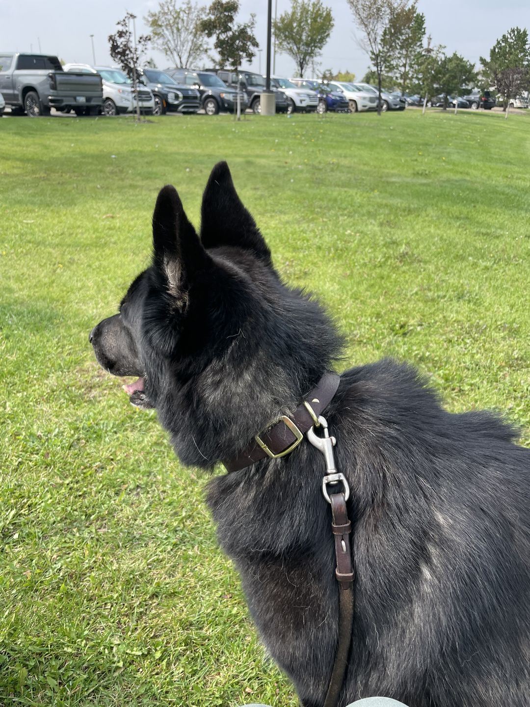 Customer photo review of Rover - Classic Brown Full-Grain Leather Dog Collar