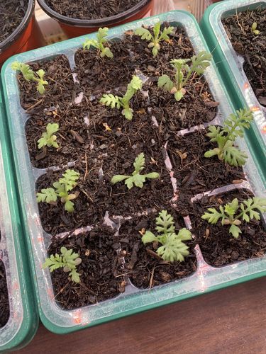 Customer photo review of Colorado Blend Yarrow Seeds