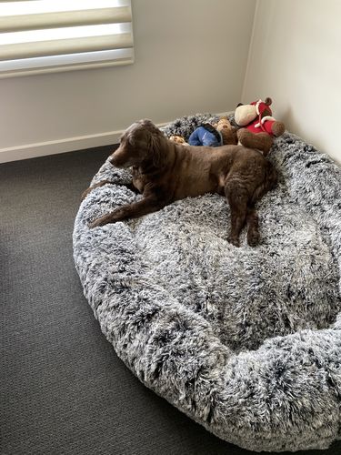 Customer photo review of The Human Size Nap Bed