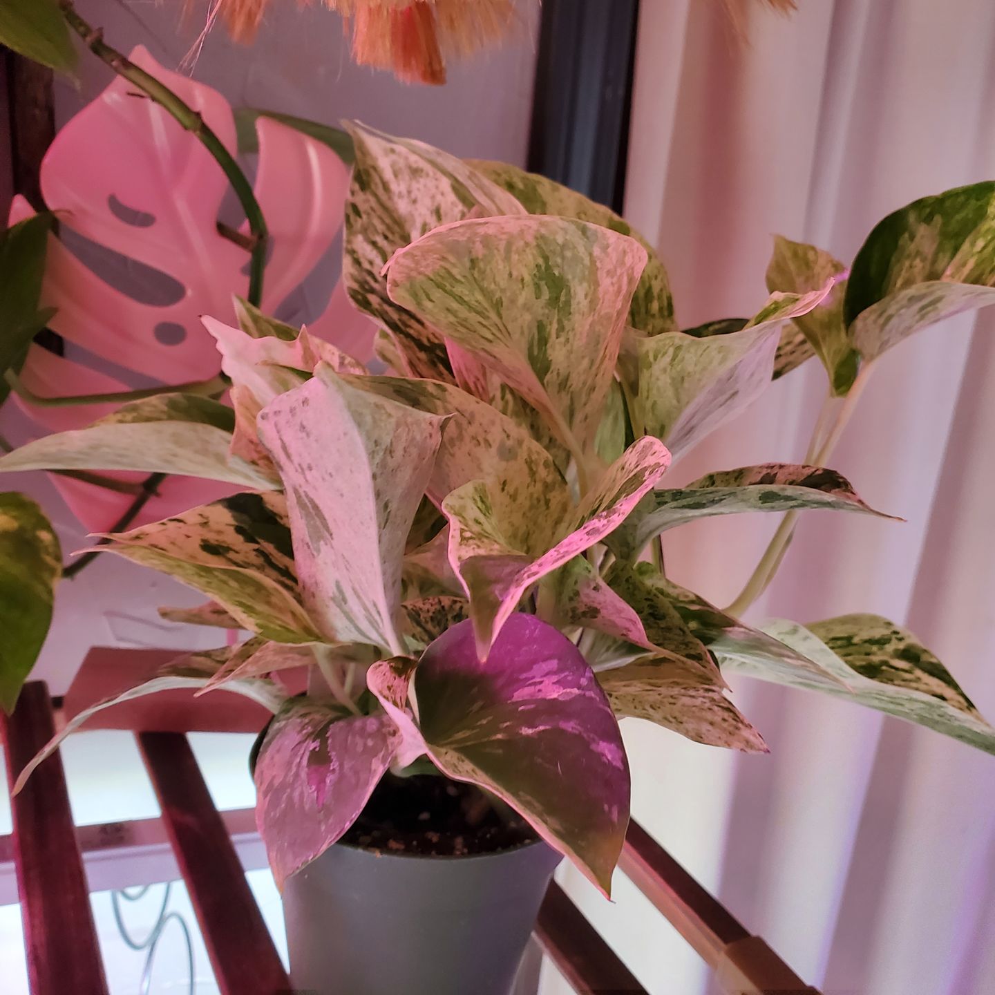 Customer photo review of Pothos Epipremnum aureum 'Marble Queen'