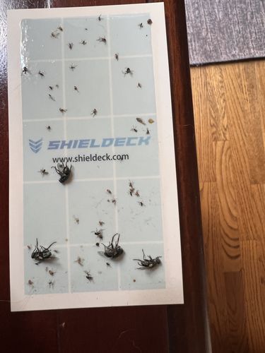 Customer photo review of BuzzTrap Refills (8-Pack) Sticky Pads