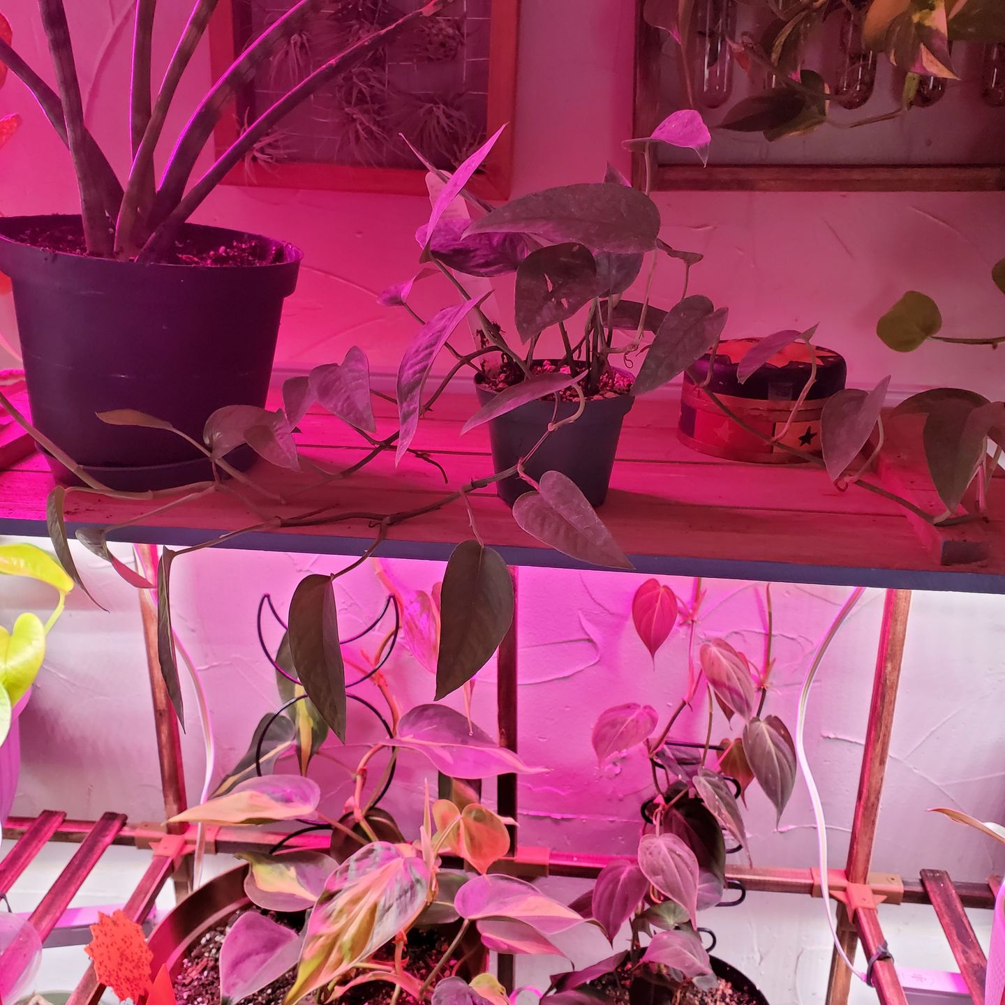 Customer photo review of Pothos Epipremnum pinnatum 'Cebu Blue'