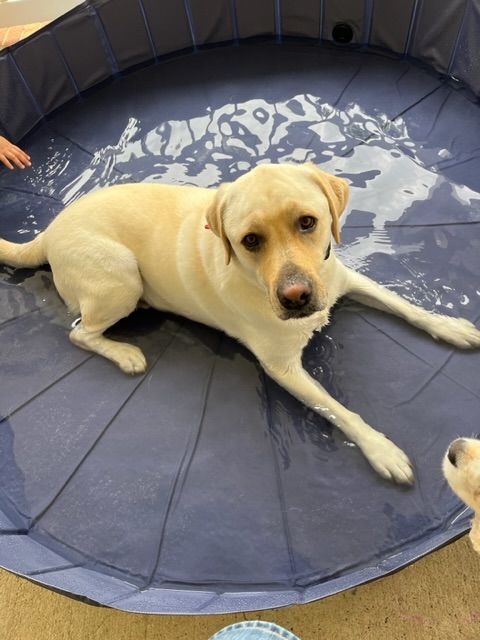 Customer photo review of NEW Pop-Up Foldable Outdoor Dog Bath & Swimming Pool With Side Drain (+FREE POOL COVER!)