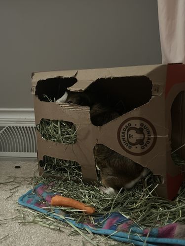 Customer photo review of Timothy Hay Box (3 Pack)
