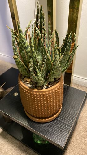 Customer photo review of Aloe Krakatoa | Rare Aloe