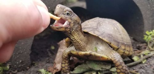 Customer photo review of GrubTerra Fresh Black Soldier Fly Larvae for Reptiles